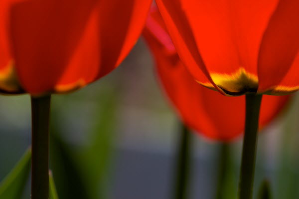 Tulpen